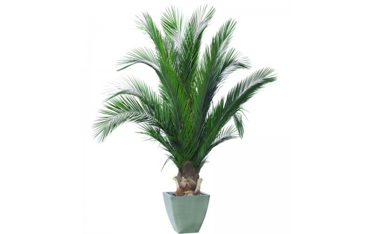 Phoenix palm tree 